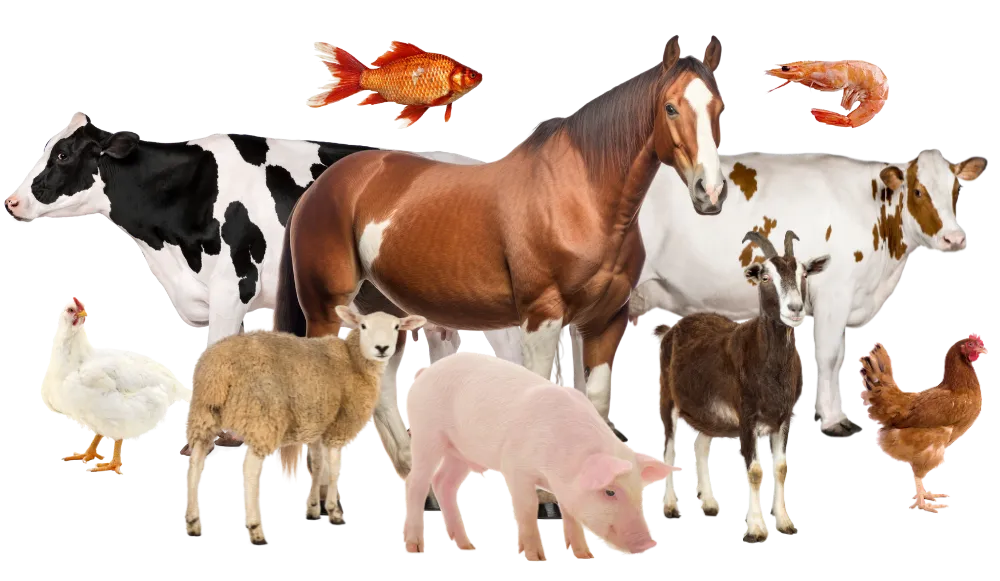 livestock animals refit store